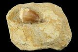 Mosasaur (Prognathodon) Tooth In Rock - Morocco #179329-1